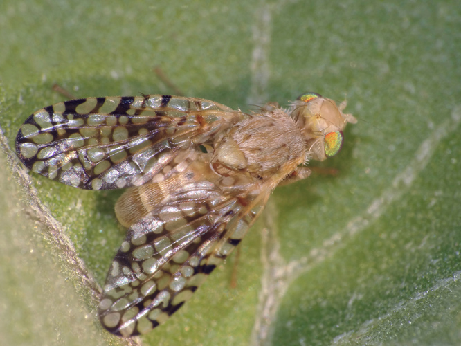 Euaresta aequalis maschio (Tephritidae)