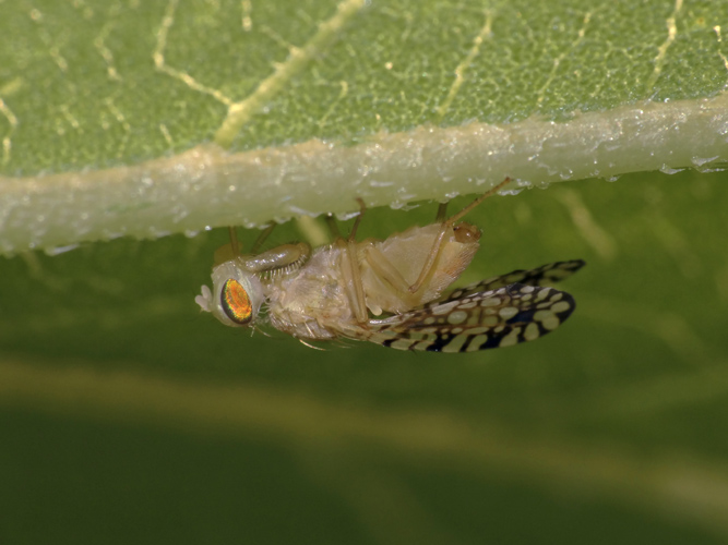 Euaresta aequalis maschio (Tephritidae)