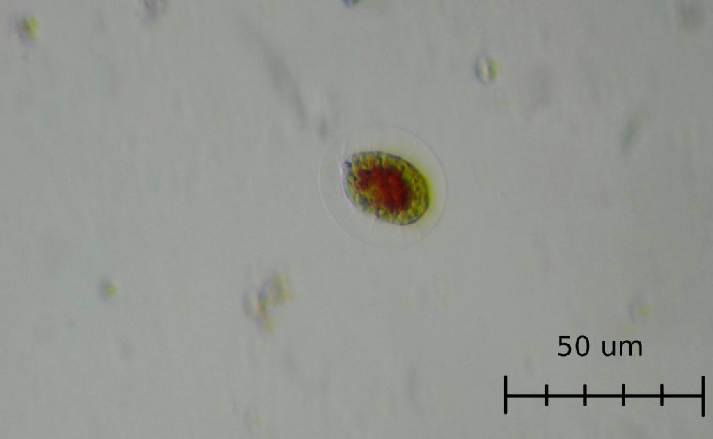 Haematococcus pluvialis
