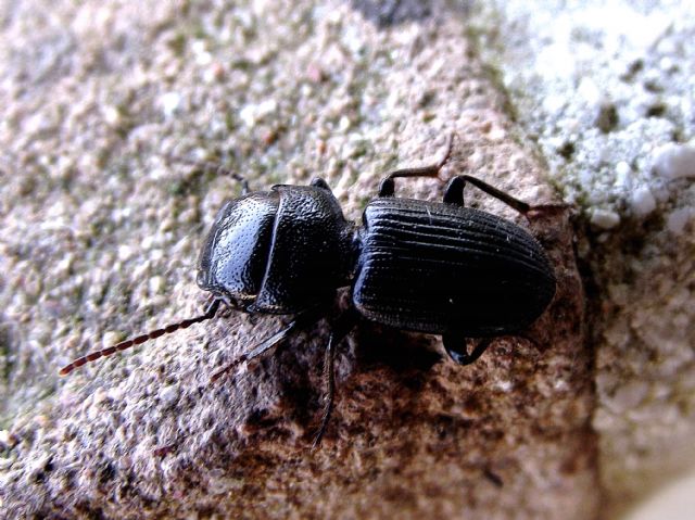 aiuto identificazione: Ditomus clypeatus (Carabidae)