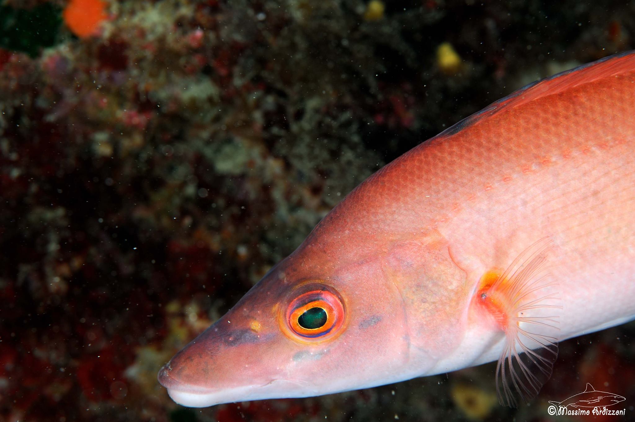 Labrus mixtus (female)