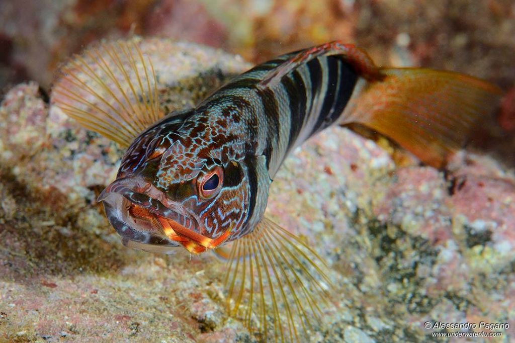 Serranus scriba con preda