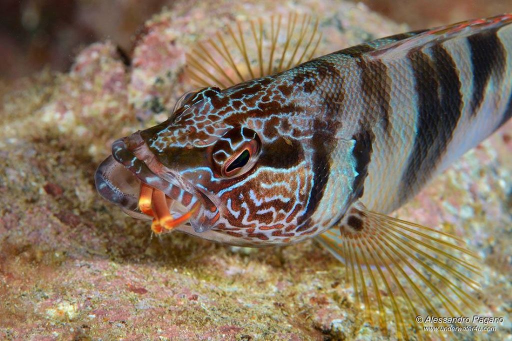 Serranus scriba con preda