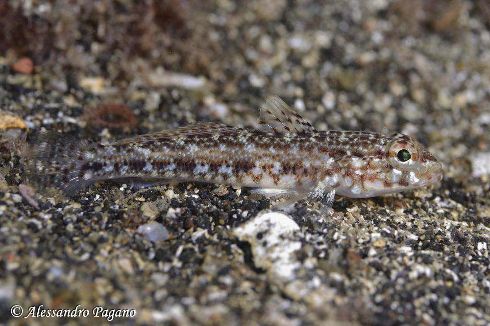 Giovanili di Gobius geniporus