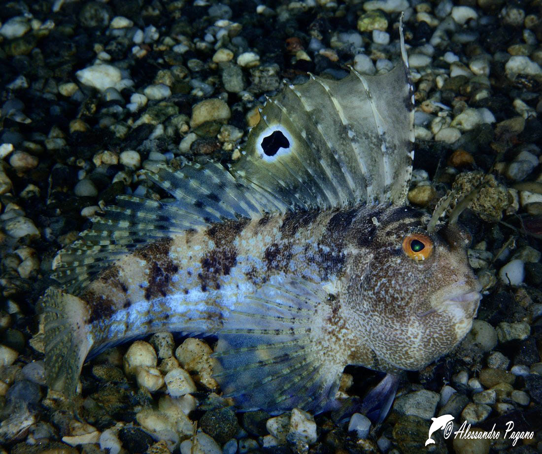 Blennius ocellaris sullo Stretto di Messina