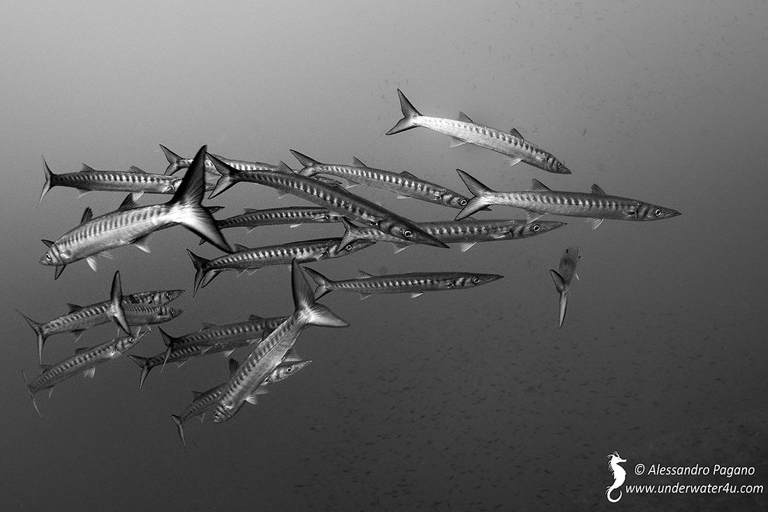 Sphyraena viridensis da Ustica