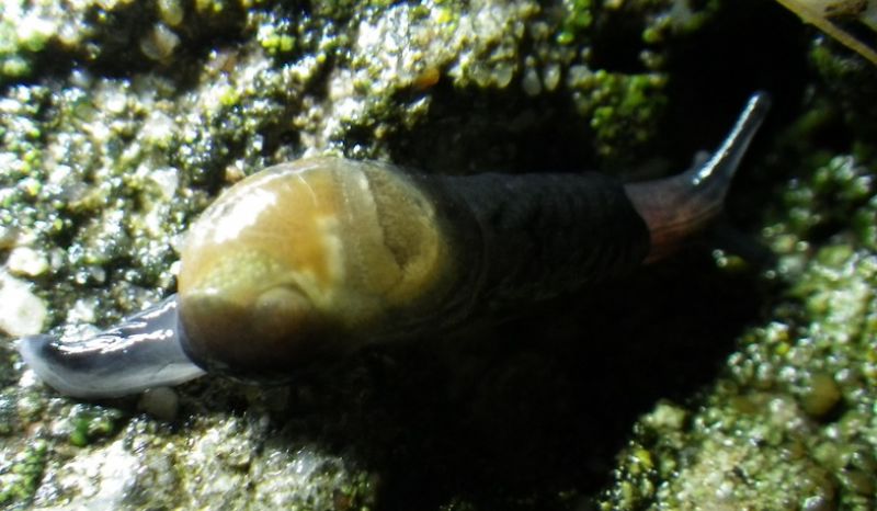 mi sapete dire che specie sono questi molluschi liguri?