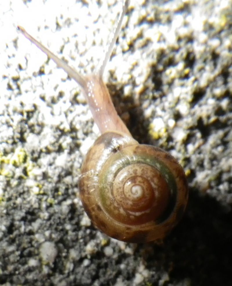 mi sapete dire che specie sono questi molluschi liguri?