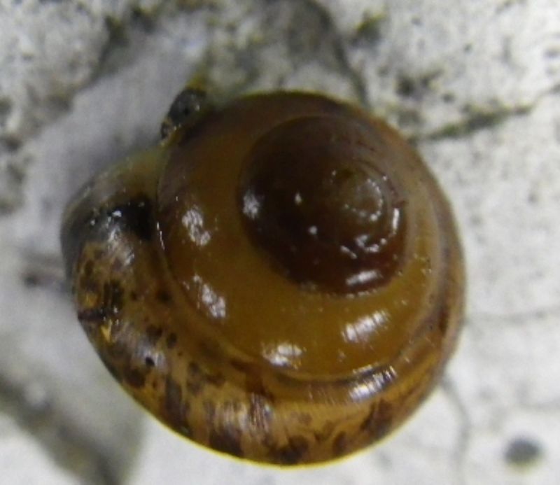 mi sapete dire che specie sono questi molluschi liguri?