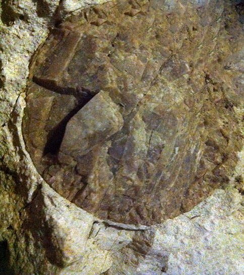 Fossile calcareo da ID