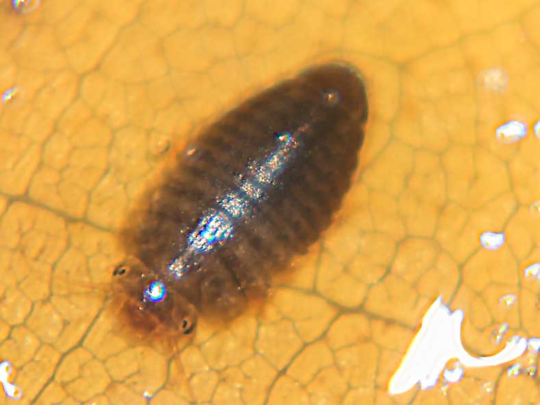 Larva  di Scirtidae
