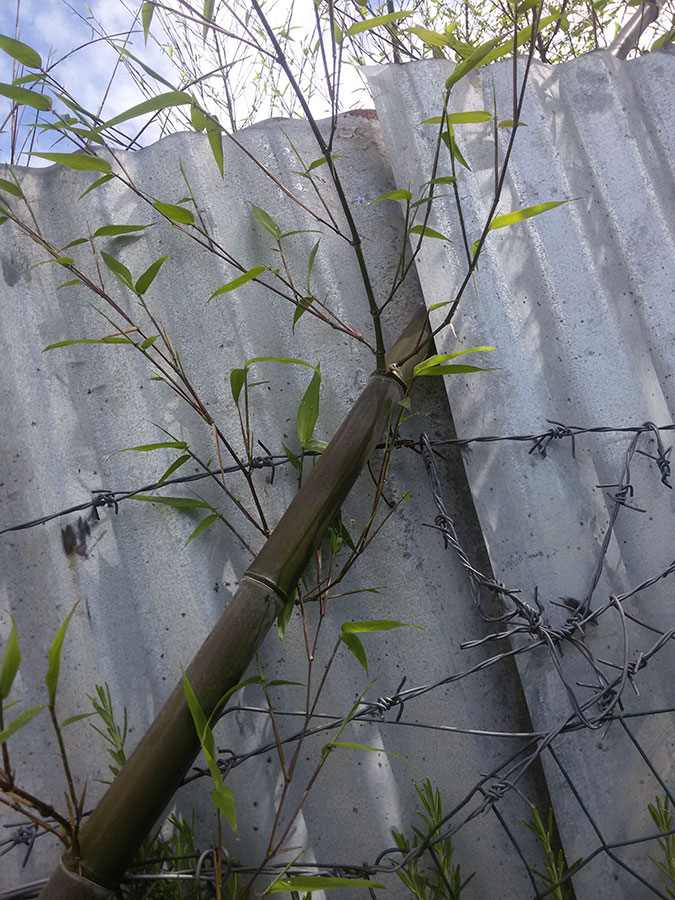 Quale bamb ? Phyllostachys cfr. viridiglaucescens (Poaceae)