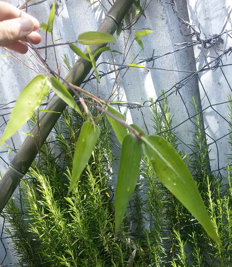 Quale bamb ? Phyllostachys cfr. viridiglaucescens (Poaceae)