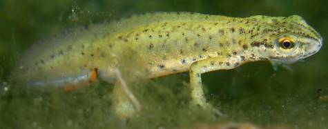 richiesta ID, appennino centrale, Lazio - L. vulgaris