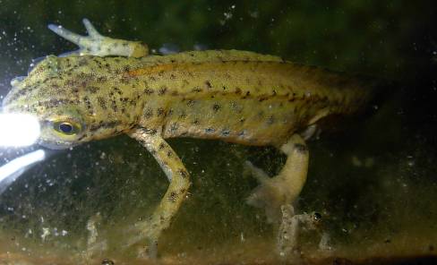 richiesta ID, appennino centrale, Lazio - L. vulgaris