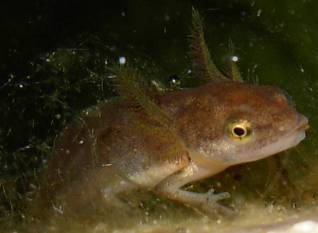 richiesta ID, appennino centrale, Lazio - L. vulgaris