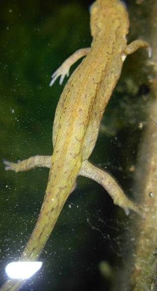 richiesta ID, appennino centrale, Lazio - L. vulgaris