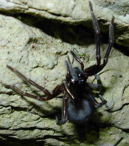 Amaurobius ferox - Appennino centrale (Tagliacozzo - AQ)