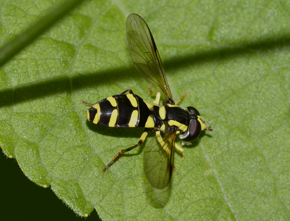 Chrysotoxum? Xantogramma stackelbergi o dives (Syrphidae)