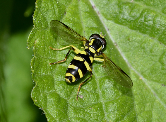 Chrysotoxum? Xantogramma stackelbergi o dives (Syrphidae)