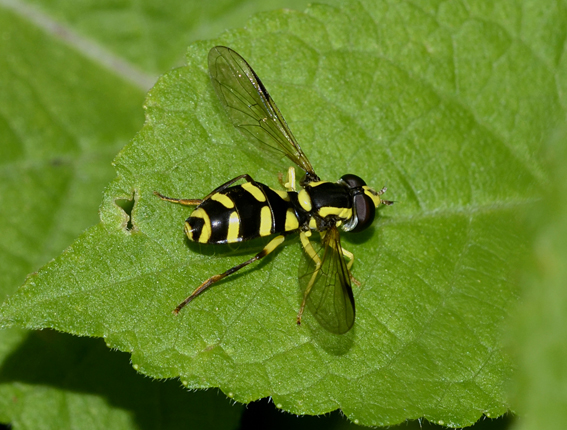 Chrysotoxum? Xantogramma stackelbergi o dives (Syrphidae)