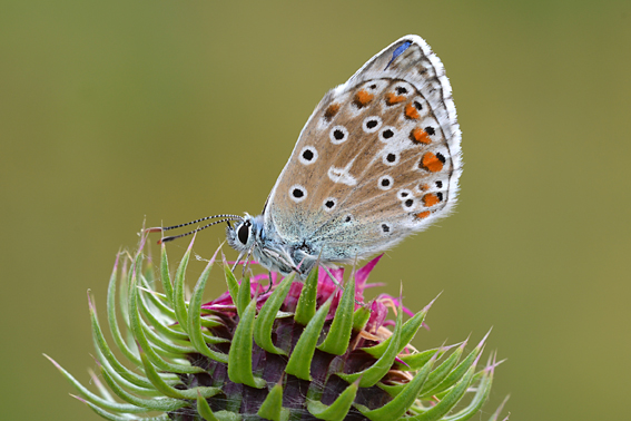 Licenide in cerca di ID - Polyommatus (Lysandra) bellargus