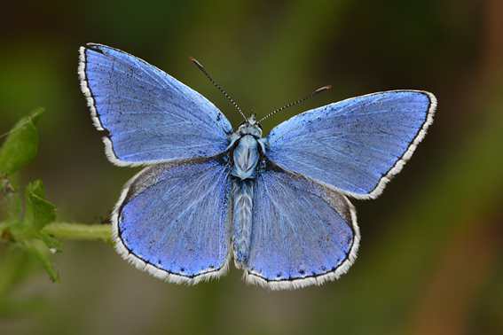 Licenide in cerca di ID - Polyommatus (Lysandra) bellargus