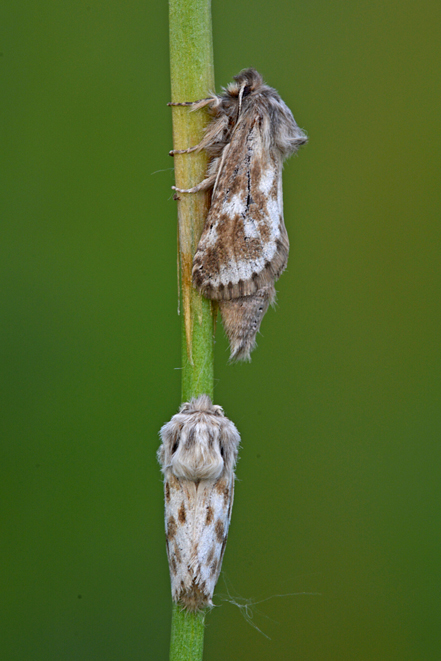 Da determinare (2) - Dyspessa ulula, Cossidae