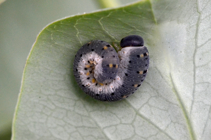 Da identificare (larva)