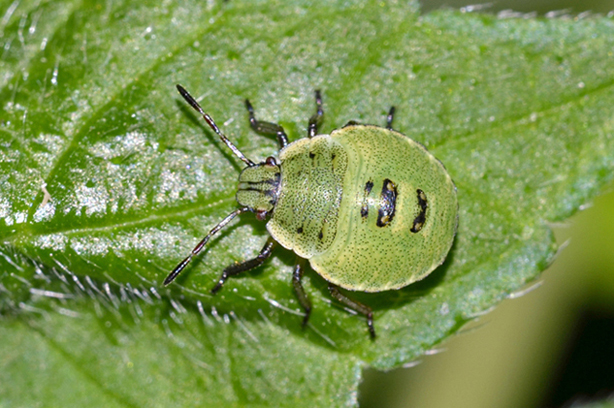 Ninfa di Palomena sp. (Pentatomidae)