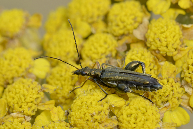 Oedemera nobilis? No, O. flavipes, Oedemeridae