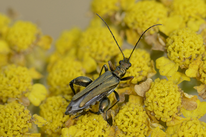 Oedemera nobilis? No, O. flavipes, Oedemeridae