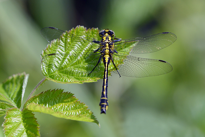 Gomphus vulgatissimus, maschio