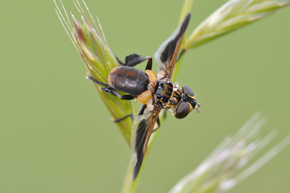 Tachinidae: Trichopoda pennipes