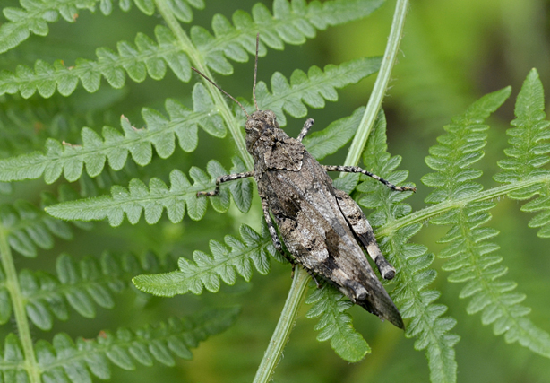 Oedipoda caerulescens caerulescens