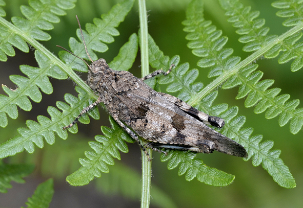 Oedipoda caerulescens caerulescens