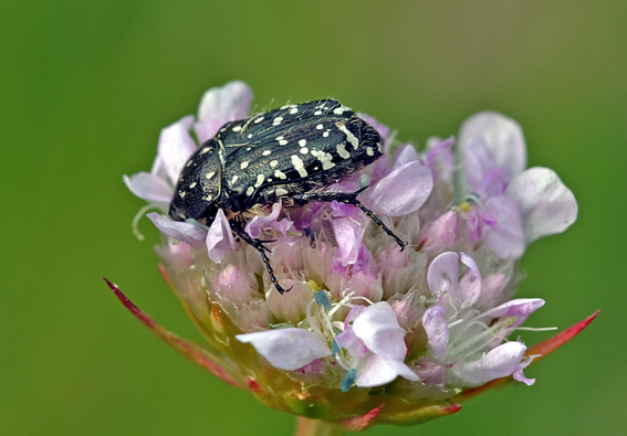 Cetoniidae: Oxythyrea funesta