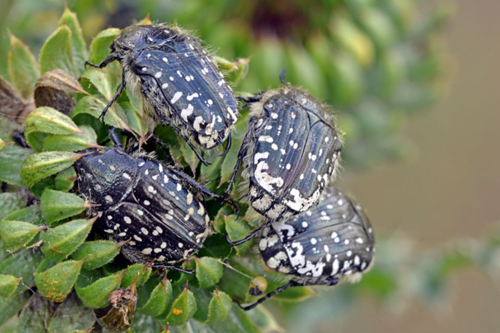 Cetoniidae: Oxythyrea funesta