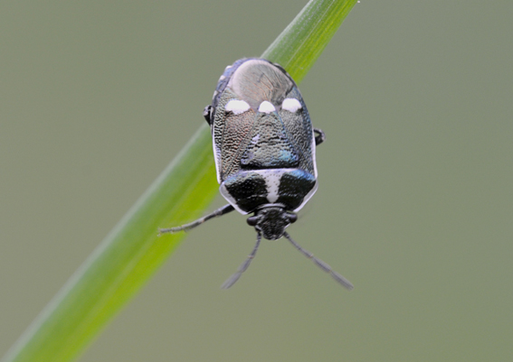 Pentatomidae: Eurydema oleracea