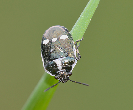 Pentatomidae: Eurydema oleracea