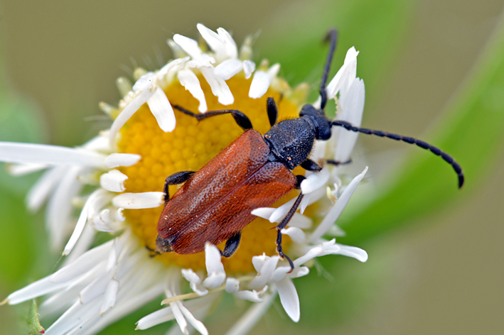 Cerambycidae: Pseudovadonia livida ? S