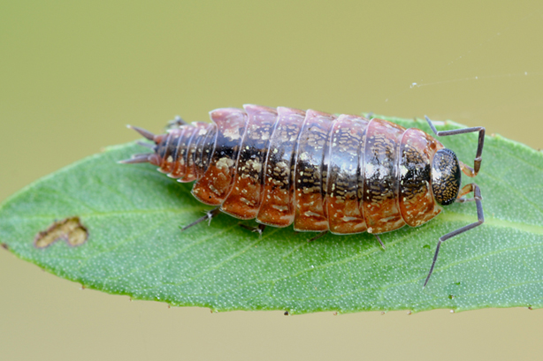 Isopoda Philosciidae:  Philoscia sp.