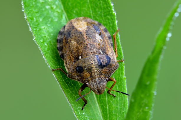 Scutelleridae: Eurygaster testudinaria