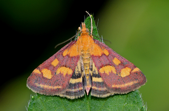 Farfalla da identificare - Pyrausta purpuralis, Crambidae