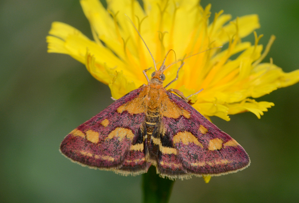 Farfalla da identificare - Pyrausta purpuralis, Crambidae