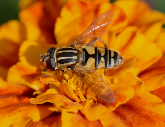 Syrphidae: Helophilus pendulus ? S , femmina