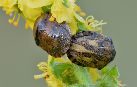 Scutelleridae: Eurygaster sp.