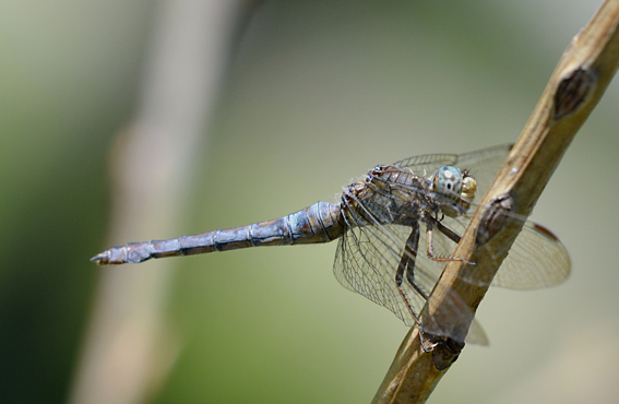 Orthetrum coerulescens, femmina