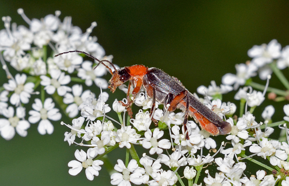 Cantharidae: Cantharis pellucida