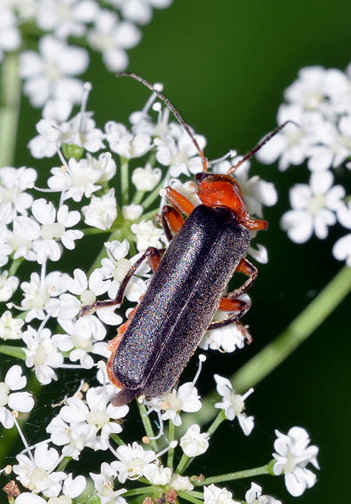 Cantharidae: Cantharis pellucida